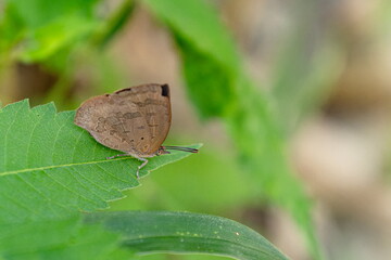 Obraz premium ムラサキシジミの裏側