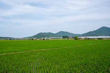 Fototapeta premium Korean traditional rice farming. Korean rice farming scenery. Korean rice paddies.Rice field and the sky in Ganghwa-do, Incheon, South Korea.