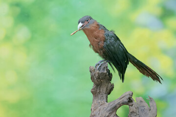 A young chestnut-breasted malkoha is preying on a grasshopper. This beautifully colored bird has the scientific name Phaenicophaeus curvirostris.