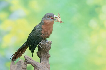 A young chestnut-breasted malkoha is preying on a grasshopper. This beautifully colored bird has the scientific name Phaenicophaeus curvirostris.