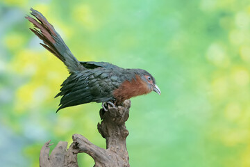 A young chestnut-breasted malkoha hunts for small insects on a rotting tree trunk. This beautifully colored bird has the scientific name Phaenicophaeus curvirostris.