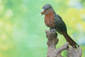 A young chestnut-breasted malkoha is preying on a grasshopper. This beautifully colored bird has the scientific name Phaenicophaeus curvirostris.