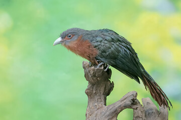 A young chestnut-breasted malkoha hunts for small insects on a rotting tree trunk. This beautifully colored bird has the scientific name Phaenicophaeus curvirostris.