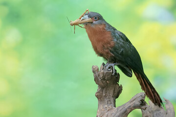A young chestnut-breasted malkoha is preying on a grasshopper. This beautifully colored bird has the scientific name Phaenicophaeus curvirostris.