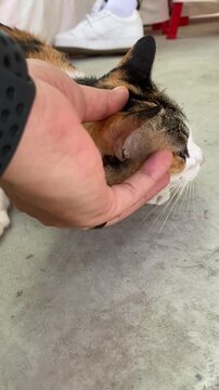funny, home, human, love, lying, tabby, pet, mammal, lovely, little, kitty, kitten, happy, feline, cute, cat, care, animal, adorable, resting, pretty, play, hand, gray, eyes, domestic cat, closeup, yo