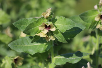 Hyoscyamus niger known as black henbane or stinking nightshade, poisonous plant.