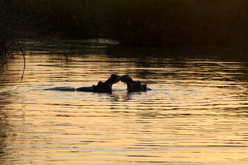 hippo fight in the river
