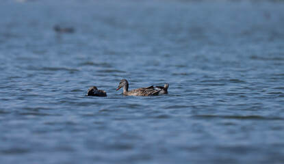 Duck swimming in pond. Selective focus.
