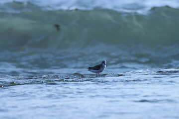 Little water bird standing in water. 