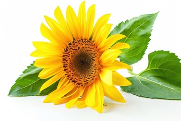 Obraz premium Close-up of a vibrant yellow sunflower with green leaves on a white background, highlighting the natural beauty and simplicity.