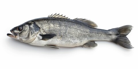 Fresh Whole Sea Bass Isolated on White Background, Perfect for Culinary, Healthy Eating, and Seafood Lovers, Highlighting Sustainable Fishing Practices