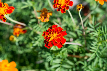 French marigold,.Tagetes patula flowers closeup selective focus