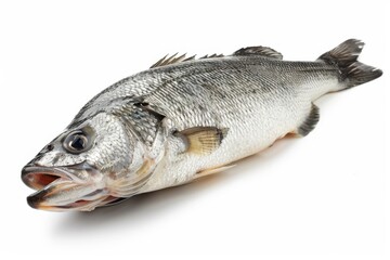 Fototapeta premium Fresh Whole Sea Bass Isolated on White Background, Perfect for Culinary, Healthy Eating, and Seafood Lovers, Highlighting Sustainable Fishing Practices