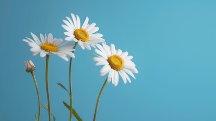 Booming daisy flower on blue background, AI generated for ads