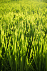 風に揺れる夏の稲穂のクローズアップの縦