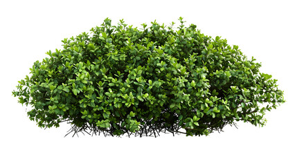 Obraz premium shrub bush fence tree isolated plant on white background,generative ai