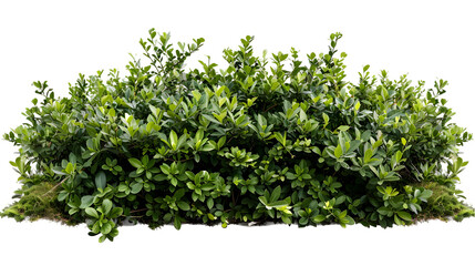 Fototapeta premium shrub bush fence tree isolated plant on white background,generative ai