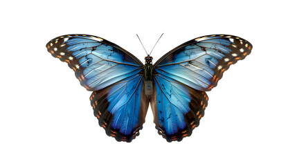 Obraz premium blue butterfly on white background, generative ai