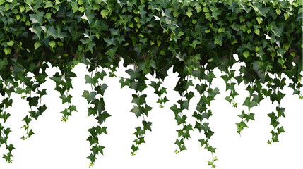 lush hanging vines on white background,generative ai