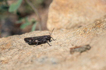 A Rattle Grasshopper sitting on the ground