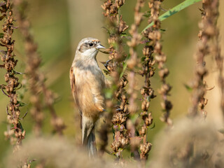 Eurasian penduline tit looking for food in the reed