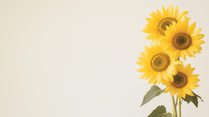 vibrant sunflowers against a white backdrop with copy space