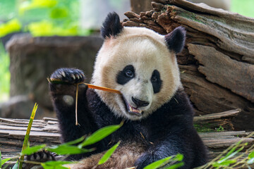 Giant panda eating bamboo at Dujiangyan Panda Base © Trung Nguyen