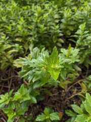 close up of green leaves of plant