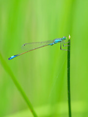 A common bluetail damselfly resting on a grass