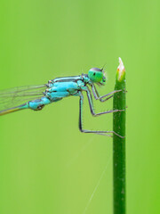 A common bluetail damselfly resting on a grass