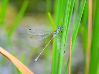 An Emerald damselfly resting on a grass