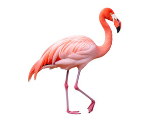 Fototapeta premium a pink flamingo walking