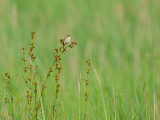 A Sedge Warbler sitting on a plant