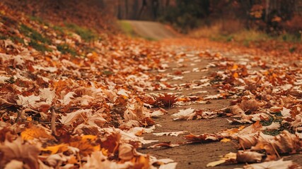 Golden leaves blanket the forest floor, a vibrant tapestry of nature's autumnal palette
