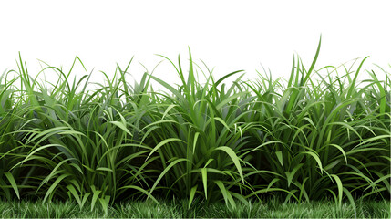 Obraz premium Green grass isolated on png background,generative ai