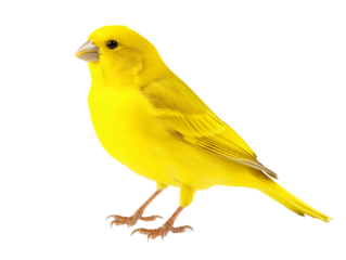 a yellow bird standing on a white surface