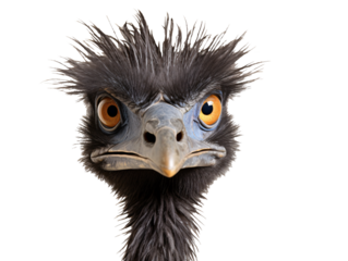 a close up of a bird