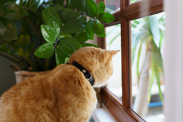 Cute Ginger cat siting on window waiting for owner.