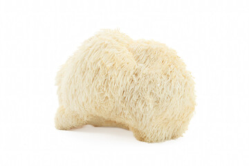 Lion's Mane Mushroom on a white background. © vetre