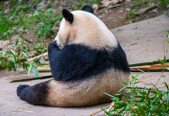 Giant panda eating bamboo at Dujiangyan Panda Base
