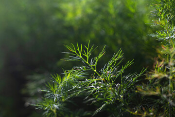 Beautiful sprigs of dill grow in the garden bed