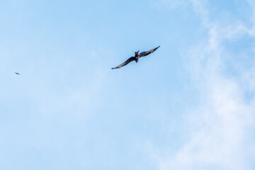 The bird of prey Black Kite flying in blue Sky