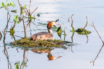Great Crested Grebe, Podiceps cristatus, water bird sitting on the nest, nesting time on the green lake