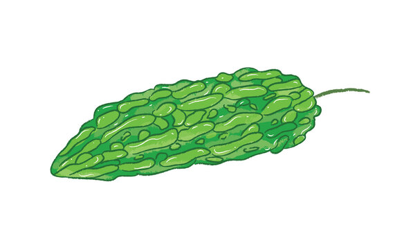 Raw green fresh bitter melon
