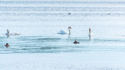 Three graceful white swans swims in the lake, swans in the wild.