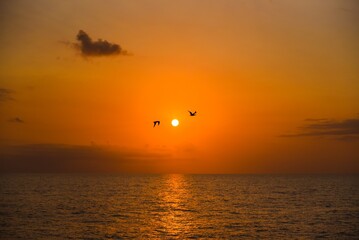 새해를 알리는 태평양의 일출 그리고 갈매기 커플