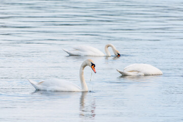 Graceful white Swans swimming in the lake, swans in the wild