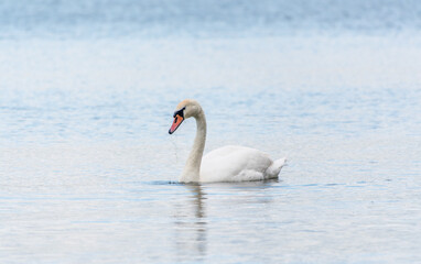 Graceful white Swan swimming in the lake, swans in the wild. Portrait of a white swan swimming on a lake.
