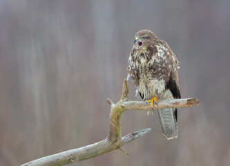 Common Buzzard in spring at a wet forest
