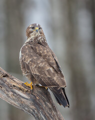 Common Buzzard in spring at a wet forest
